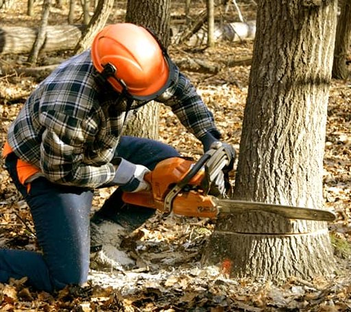Tree Removal in Great Falls, VA